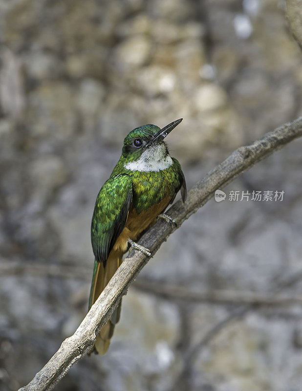 红尾jacamar (Galbula ruficauda)是一种接近雀形目的鸟类，发现于巴西潘塔纳尔地区。